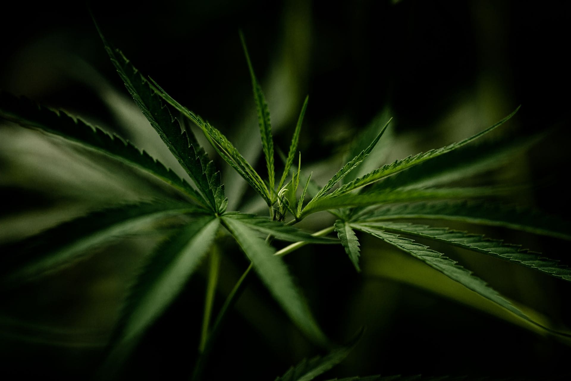Tout Savoir Sur Les Gelules Cbd