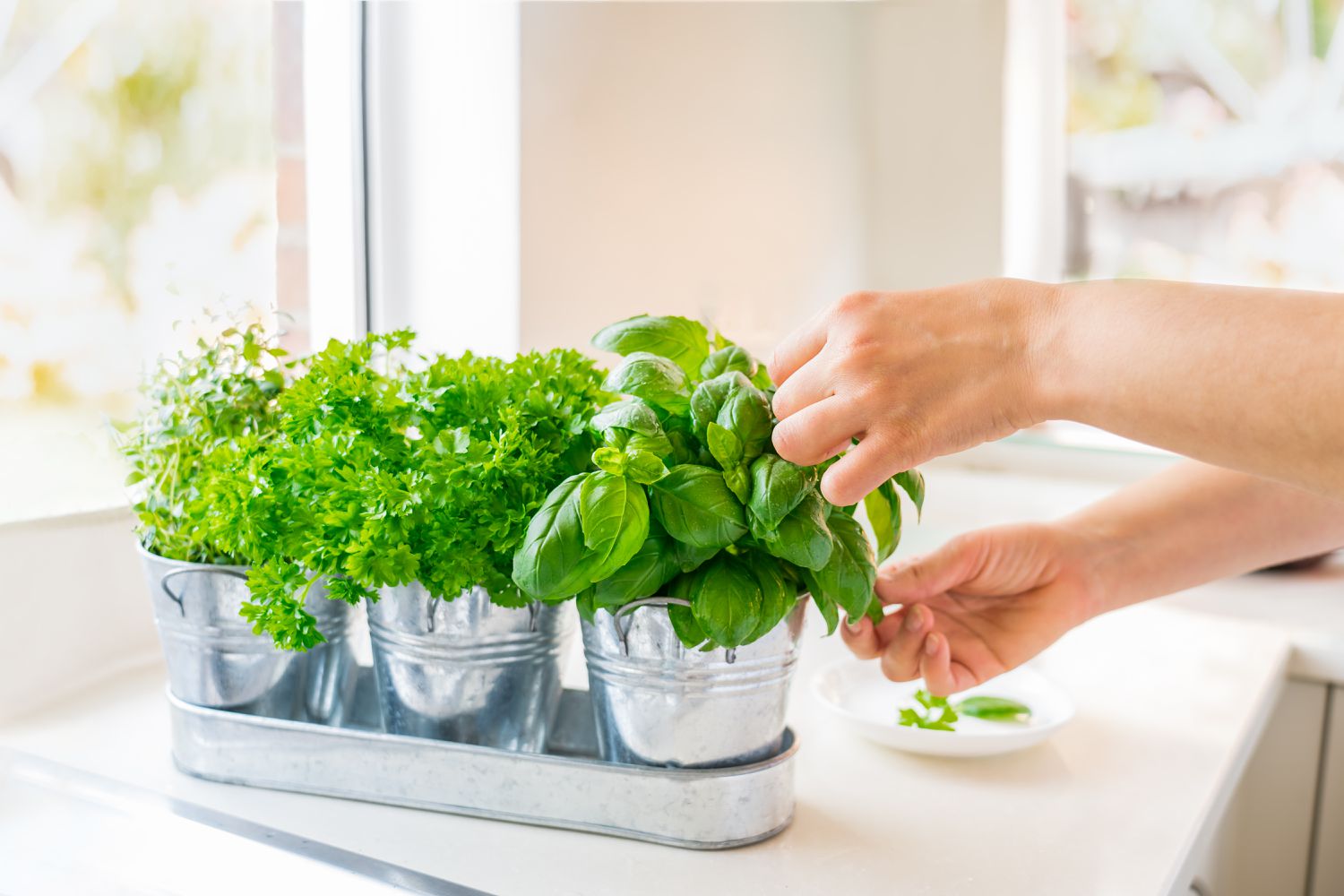 Comment nettoyer les herbes fraîches pour éliminer saleté et pesticides