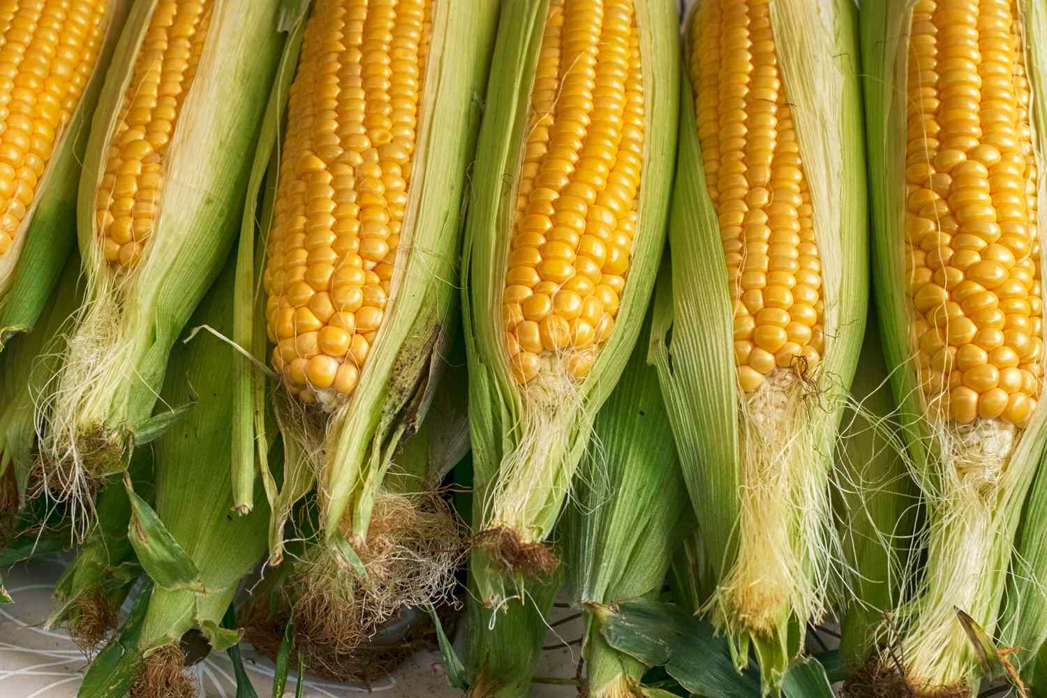 Comment sélectionner le meilleur maïs à chaque occasion, selon les agriculteurs