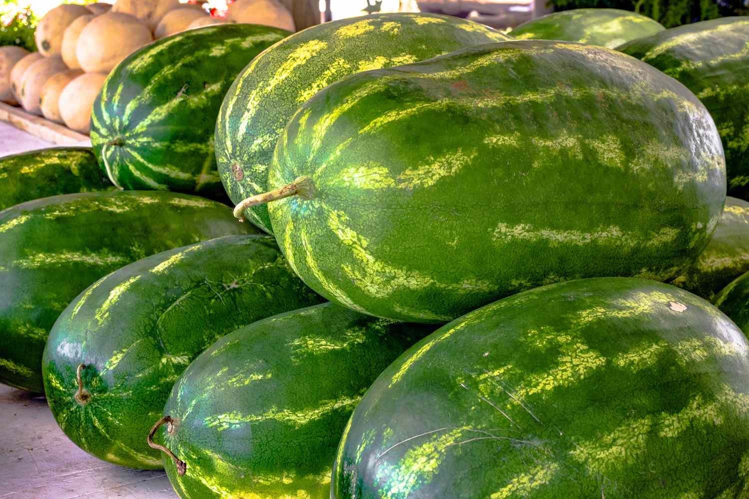 Savoir quand une pastèque est mûre, selon un fermier