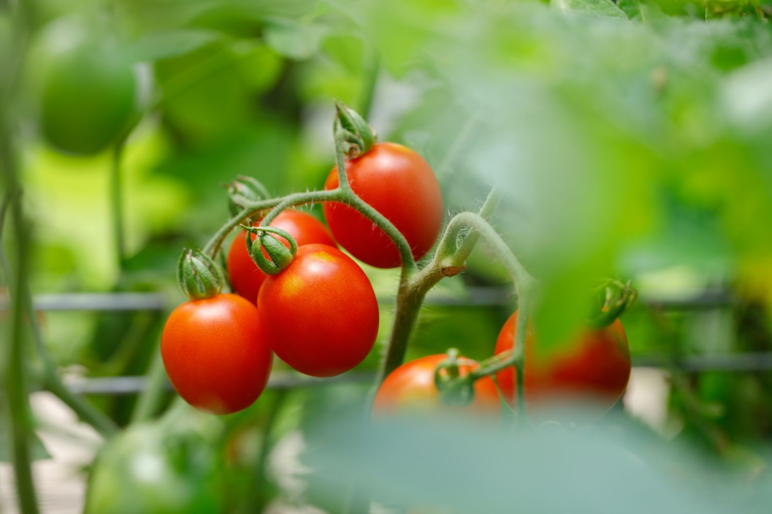 Cherry contre tomates de raisin : un agriculteur explique la différence