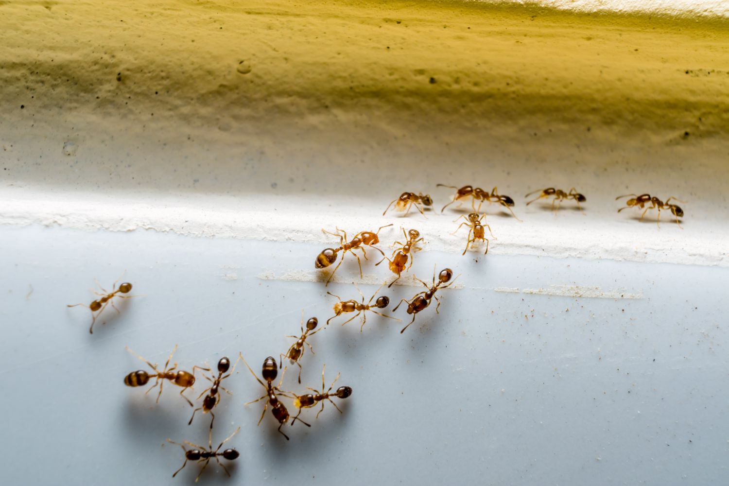 Comment éloigner les fourmis de votre cuisine, selon 5 exterminateurs