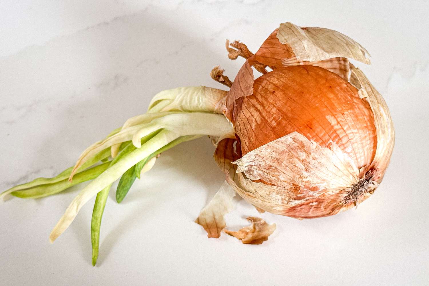 Manger des oignons germés est-il vraiment sûr pour votre recette ?