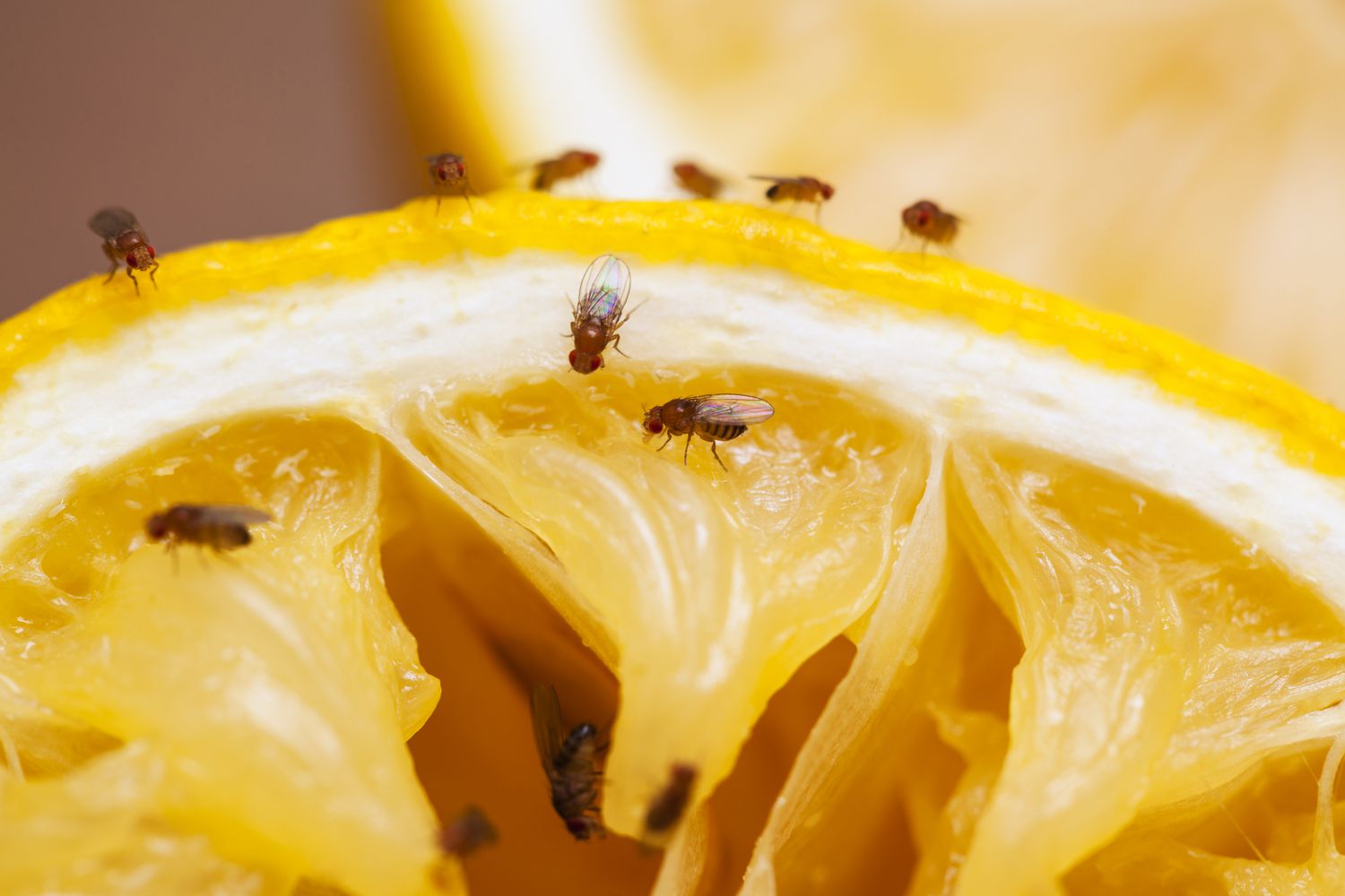 La meilleure méthode pour éliminer les mouches des fruits, selon un expert