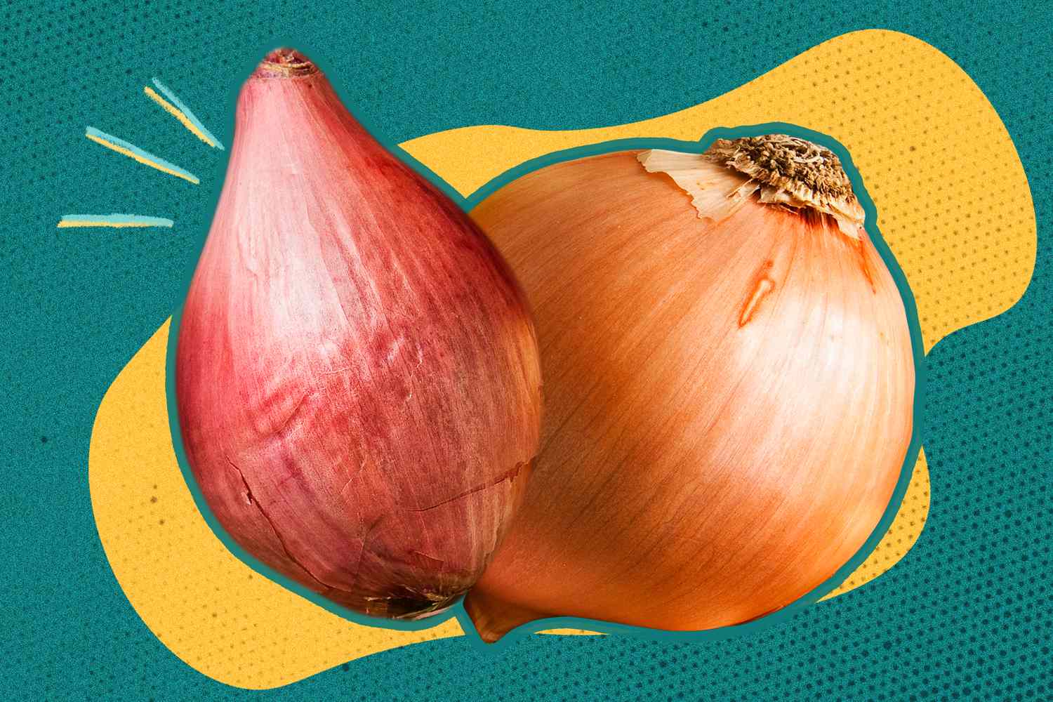 Échalotes et oignons : un expert clarifie les différences