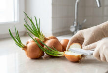 Photo of Oignon germé comestible : sécurité et analyse sanitaire
