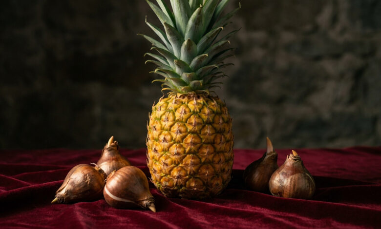 Un ananas posé sur un tissu en velours rouge, entouré de bulbes de fleurs, dans une mise en scène rappelant la Renaissance.